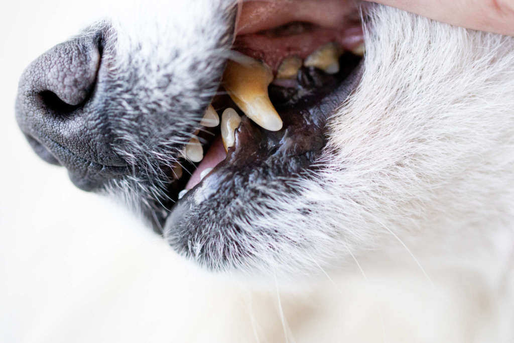 closeup of dogs teeth
