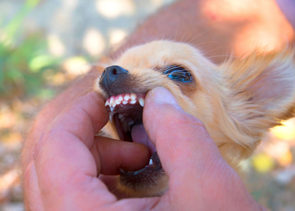 a chihuahua with retained puppy teeth