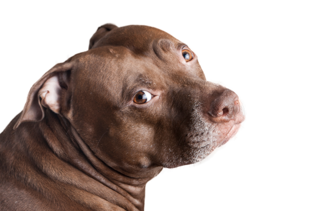 a brown pit bull