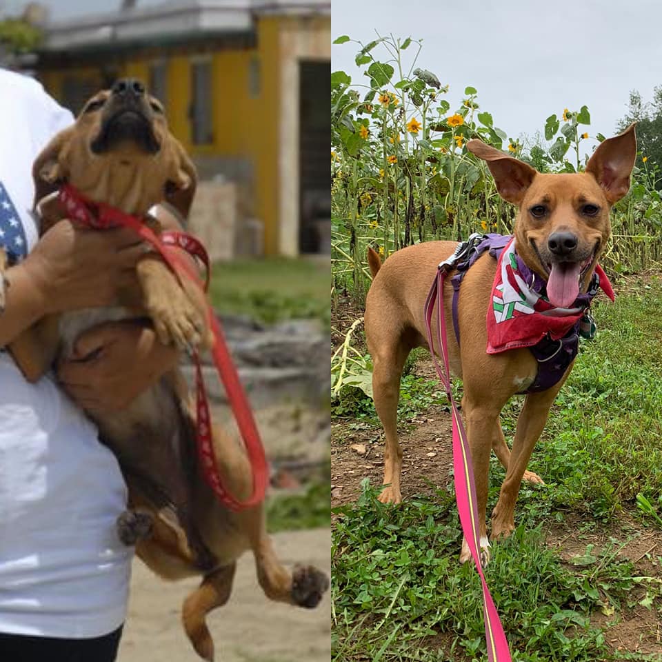 Sugar, Before and after dog's adoption