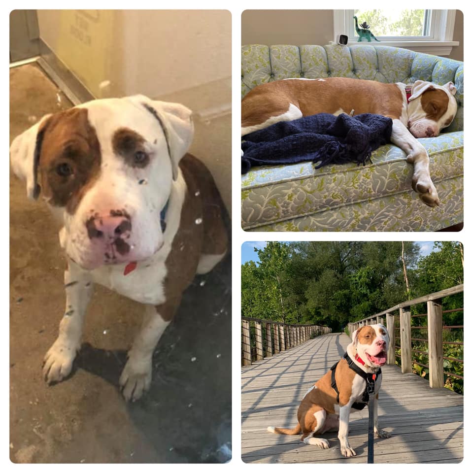Before and after dog's adoption. Franklin asleep on the couch, and walking across a bridge