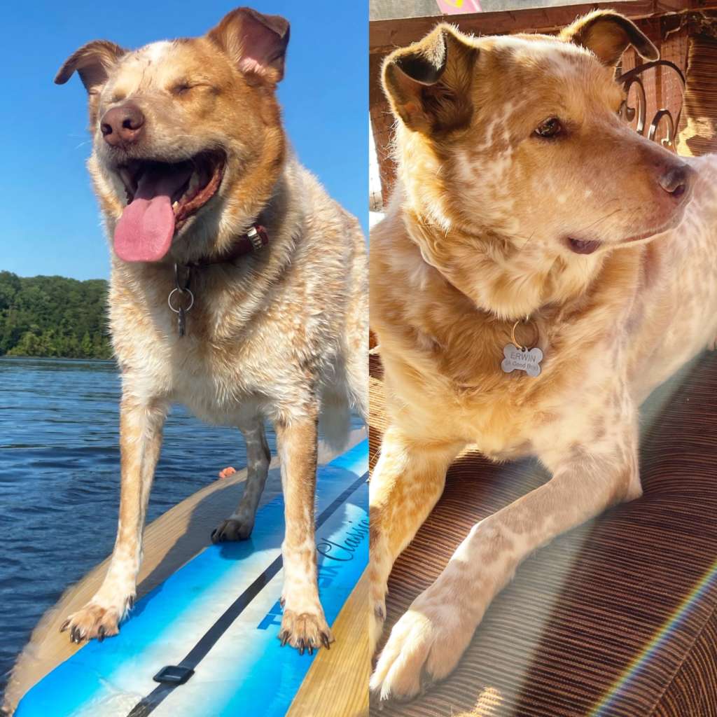 Collage of dog on surfboard, dog on couch