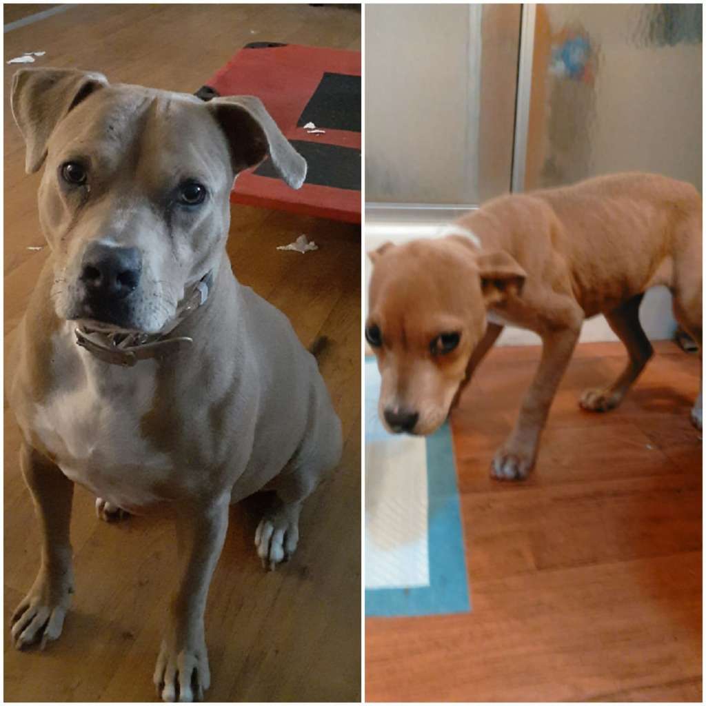 Annie as a puppy and now full grown after adoption