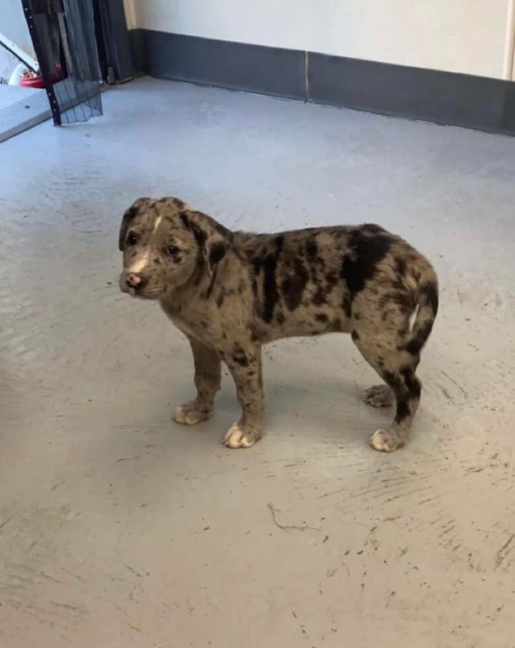Puppy at shelter