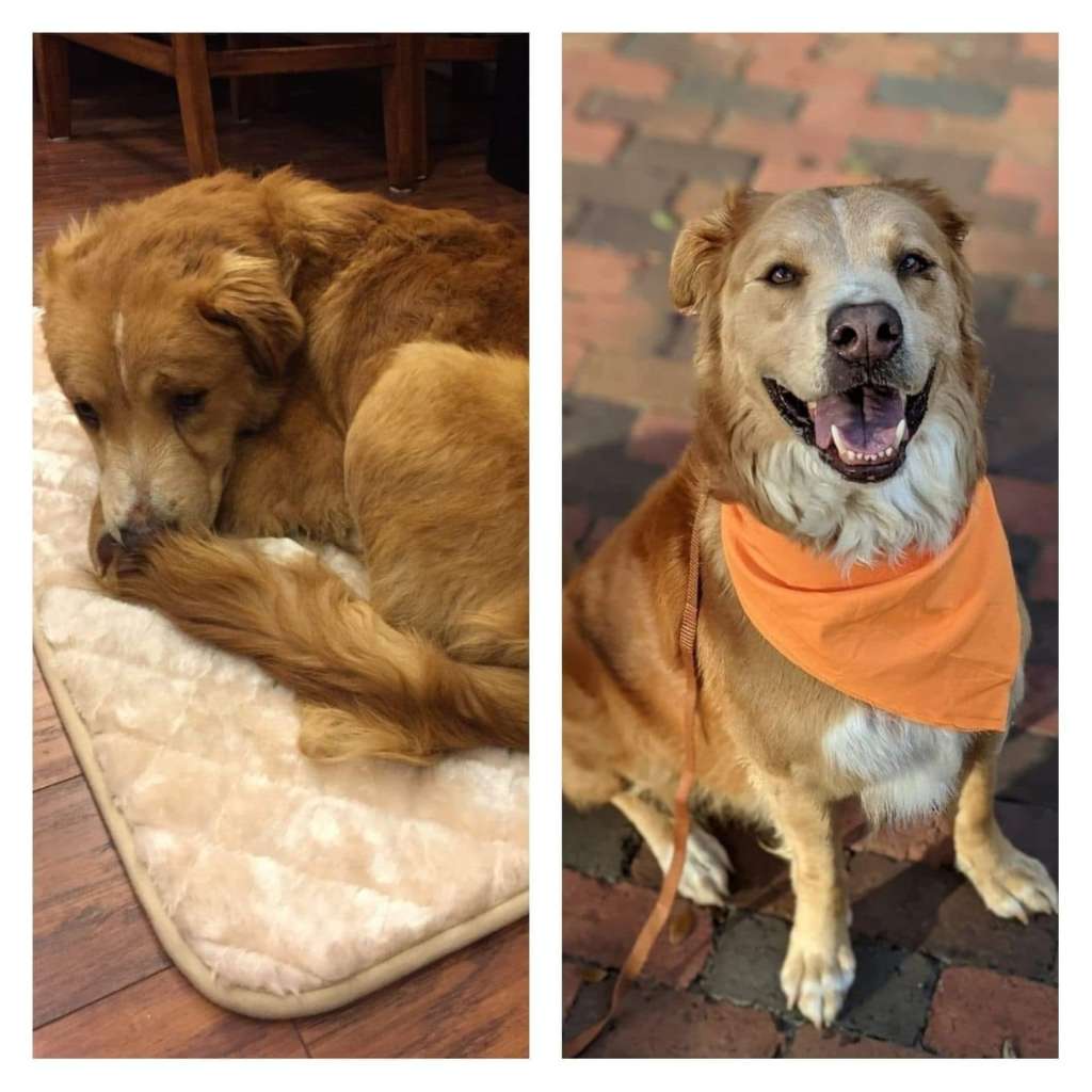 Baymax before adoption on a small bed, and after adoption with an orange bandana