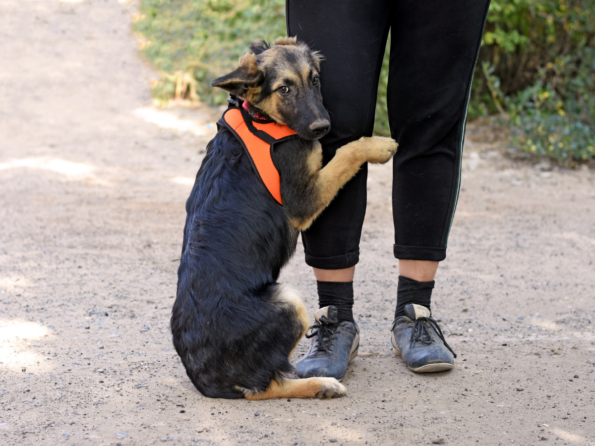 Why Does My Dog Lay On My Feet? BARK Post