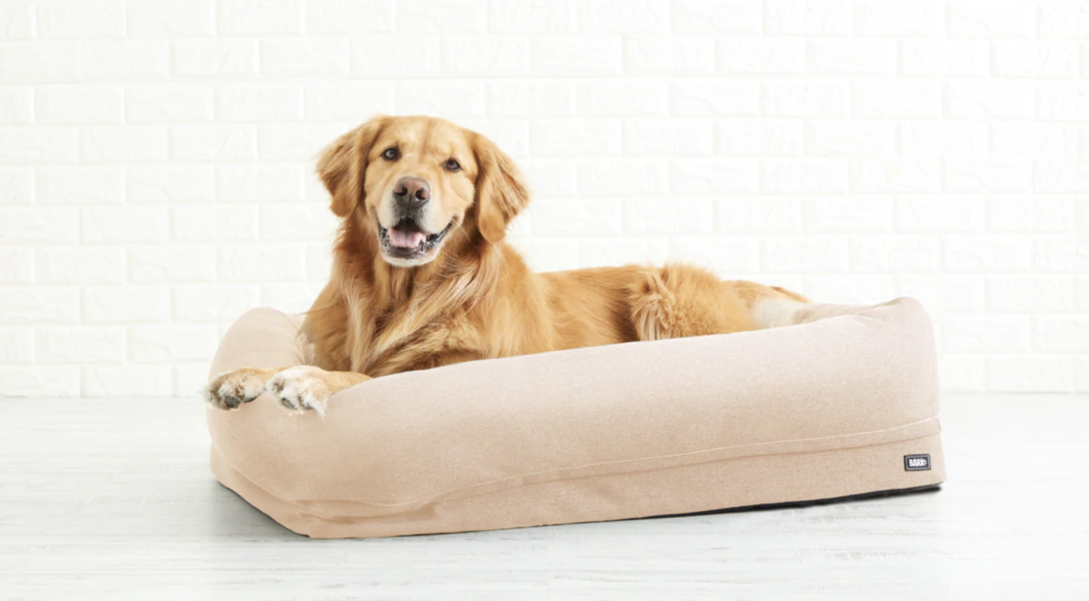 Golden Retriever Breed Guide: Photos, Traits, & Care – BARK Post