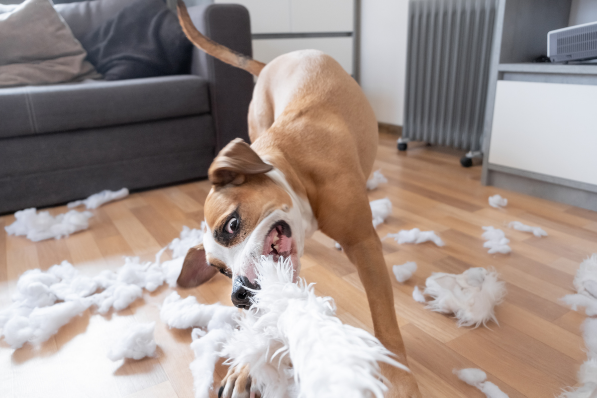 15 dog toys that your pooch (probably) can't destroy
