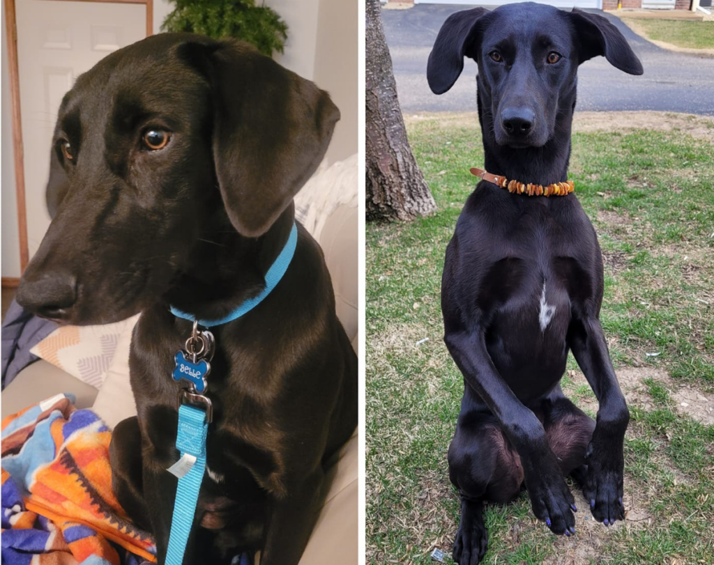 Belle before and after her adoption