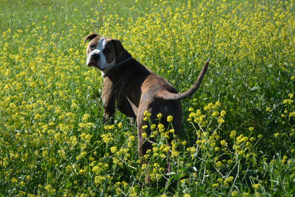 dog in a field of flowers