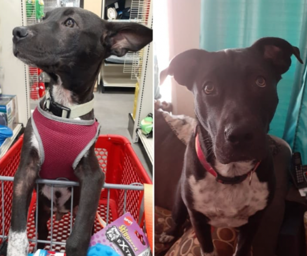 Jethro before and after being adopted