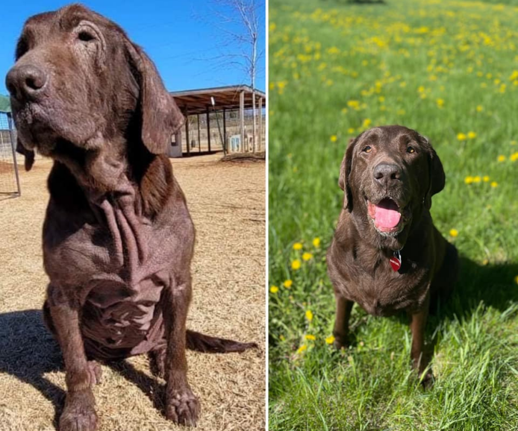 Babygirl the chocolate lab before and after adoption