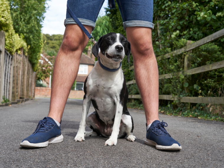 Why Does My Dog Lay On My Feet? BARK Post