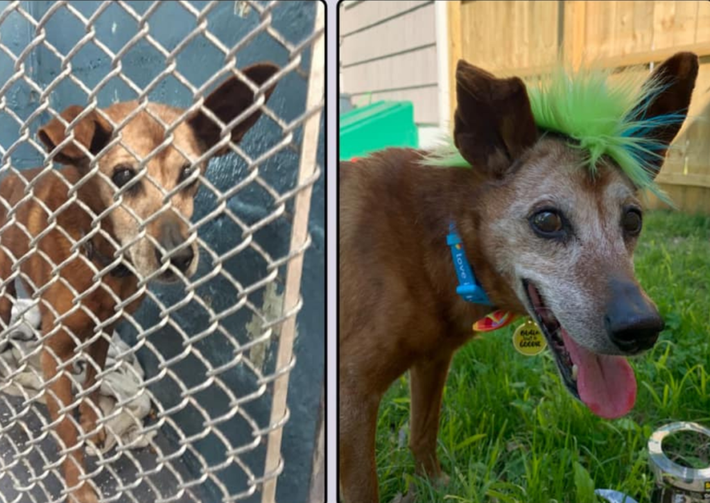 Before and after dog's adoption, after photo features bright green mohawk