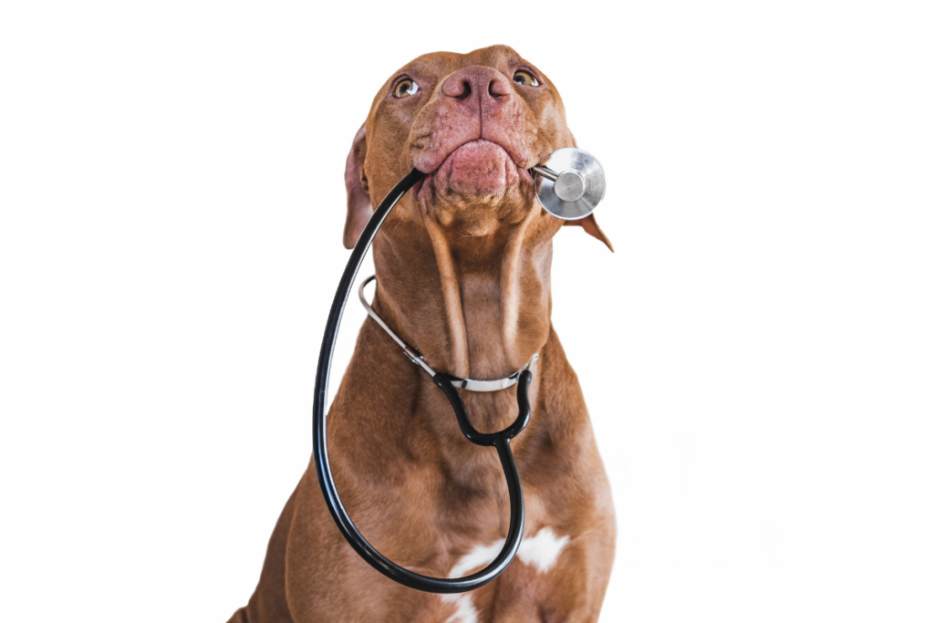 a dog holding a stethescope