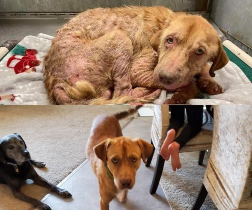 Rusty the dog before and after adoption