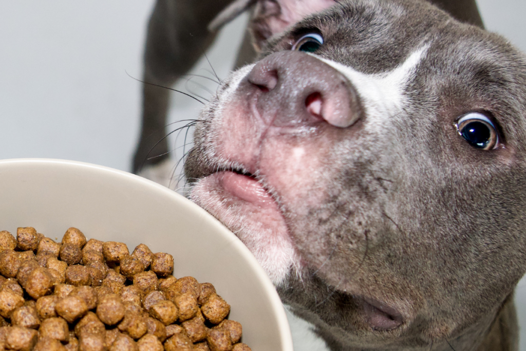 dog looking hungrily at food