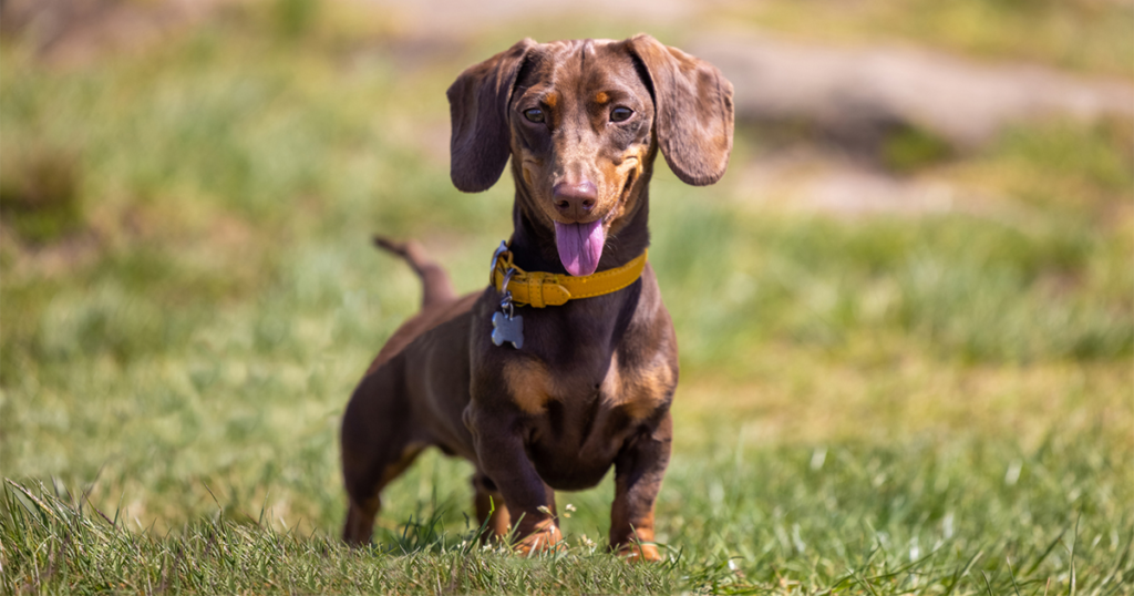 Dachshund Breed Guide Photos Traits And Care Bark Post