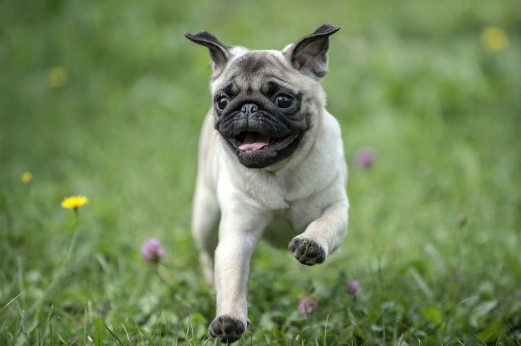 Happy pug running on the grass with mouth open