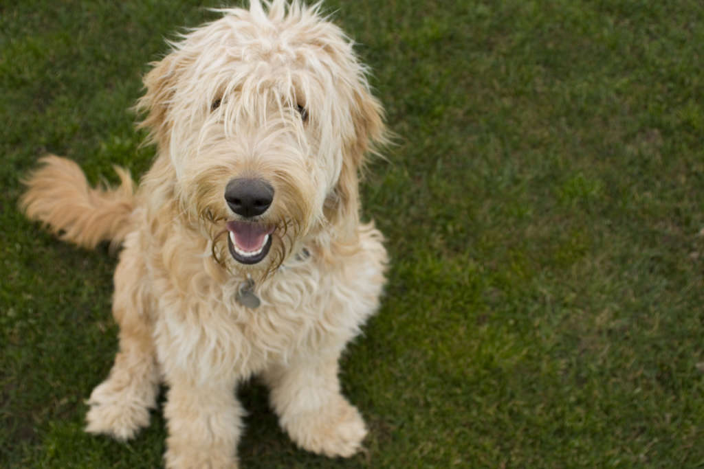 Goldendoodle dog sitting on grass with long hair
