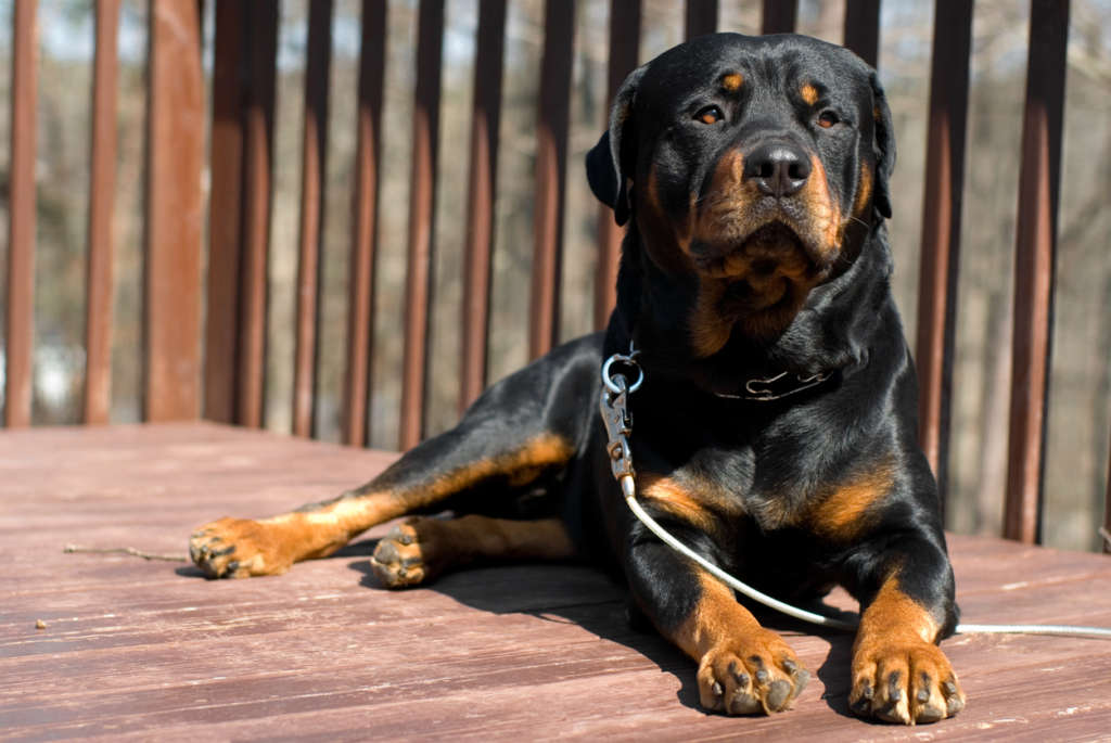 Rottweiler laying on porch in the sun