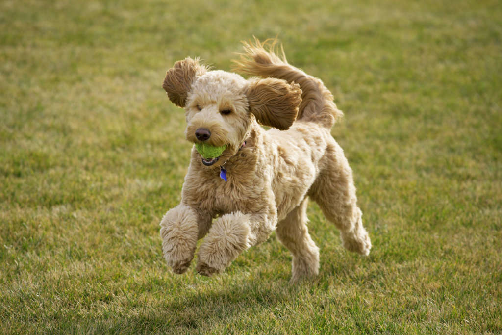 Goldendoodle dog runs across a grassy lawn with a ball.