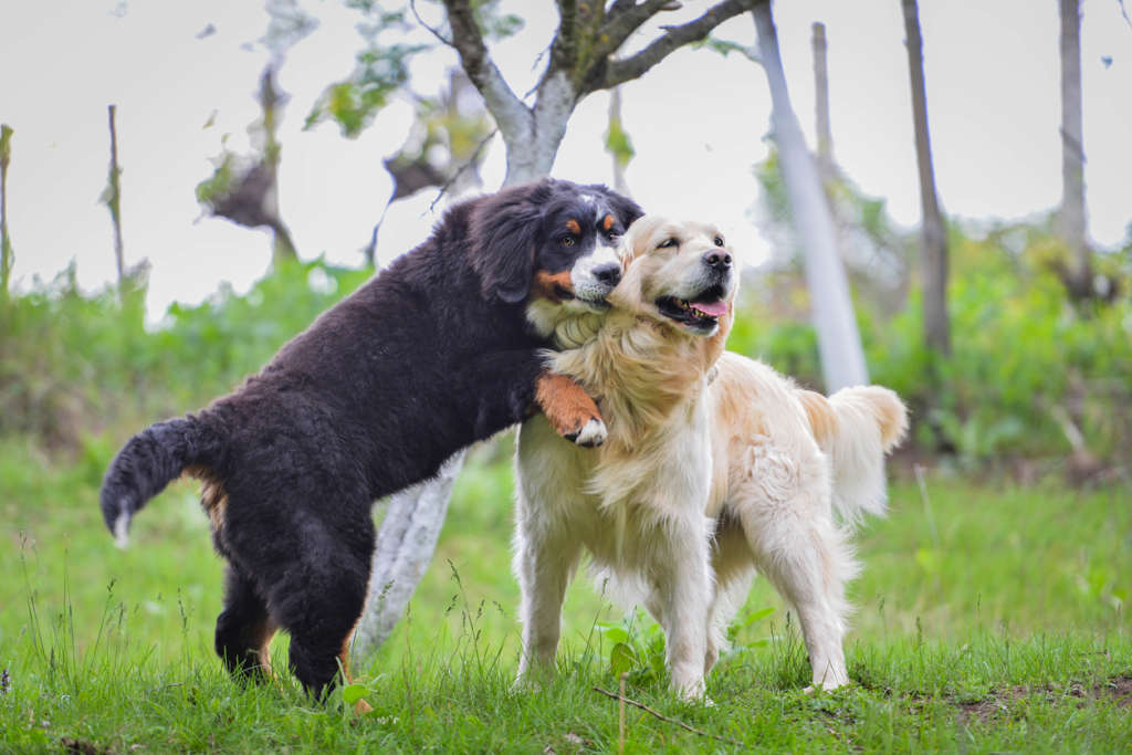 Bernese mountain puppy and golden retriever play on the meadow