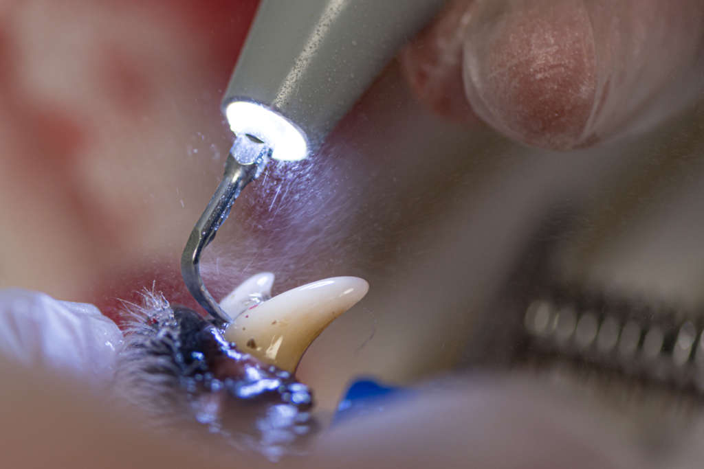 closeup of a dogs teeth getting cleaned at the dentist