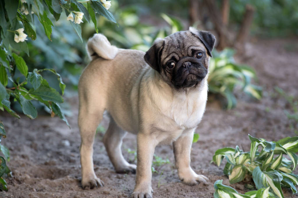 Pug dog standing in dirt and leaves