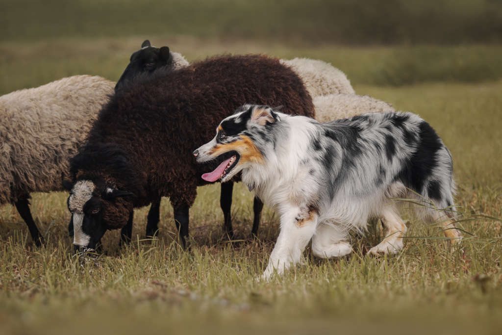 Australian shepherd dog herding sheep
