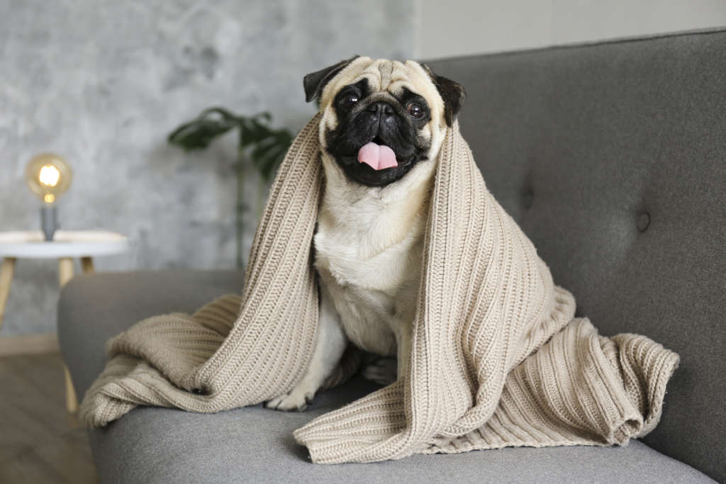 Pug wrapped in a blanket sitting on a gray couch