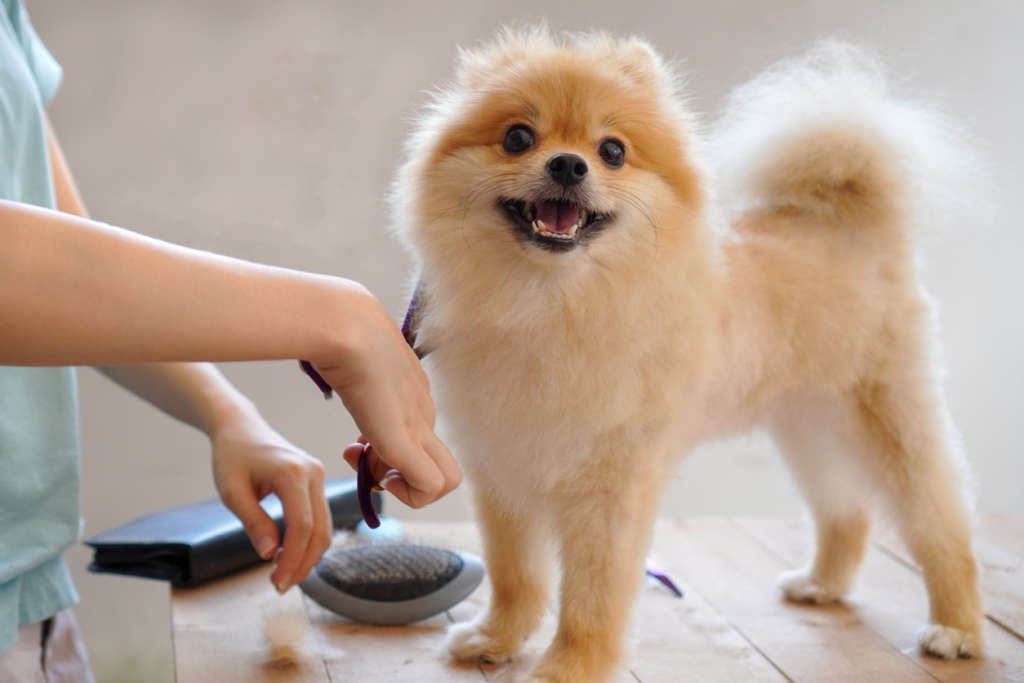 Pomeranian dog on a table getting a haircut