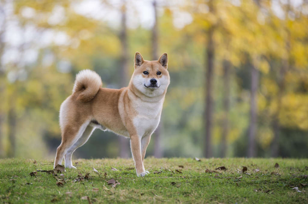 Shiba Inu standing in the park grass