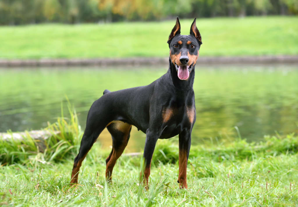 Tan-and-black German Pinscher sitting on a river bank background