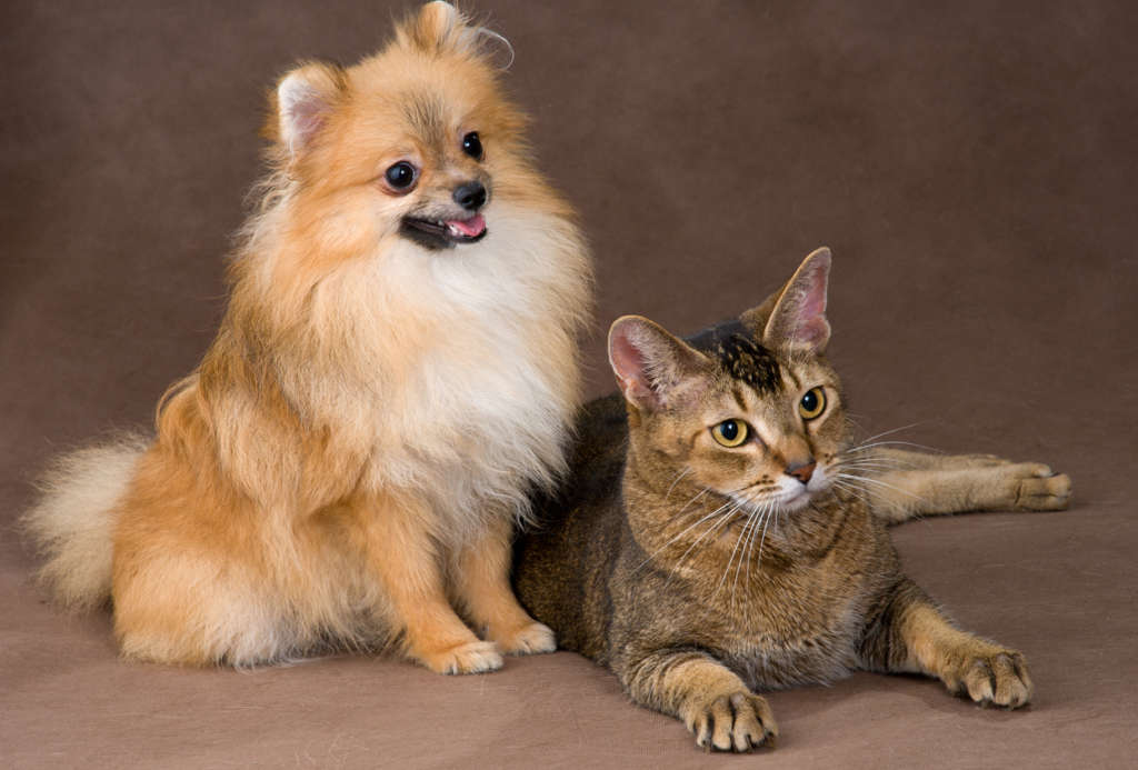 Pomeranian dog posing next to a cat