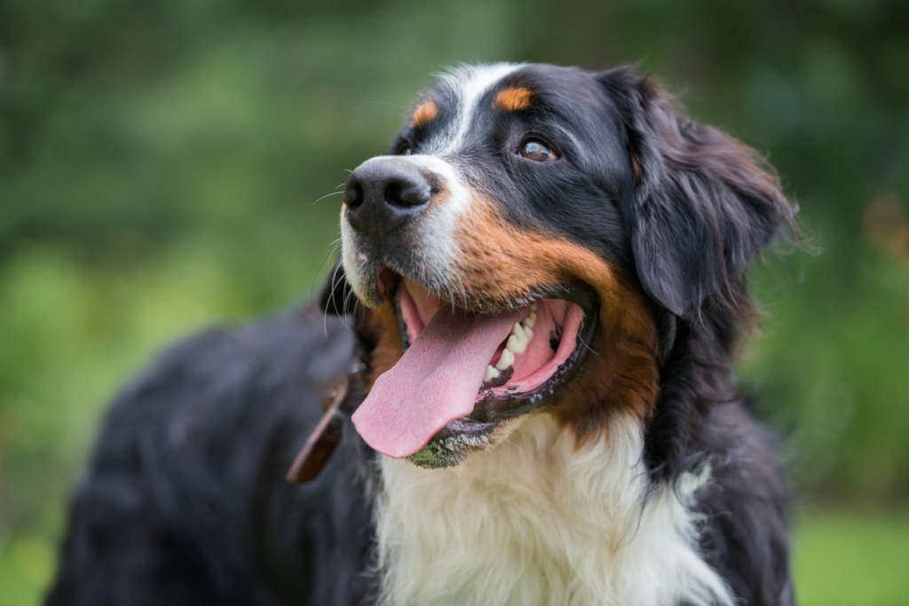 Large Bernese mountain dog stands in the nature on a sunny day close up