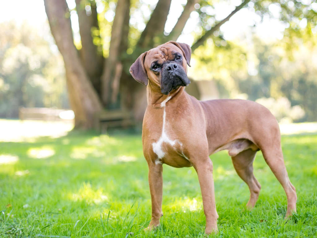 Boxer dog standing outdoors and listening with a head tilt