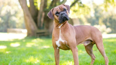 Boxer dog standing outdoors and listening with a head tilt