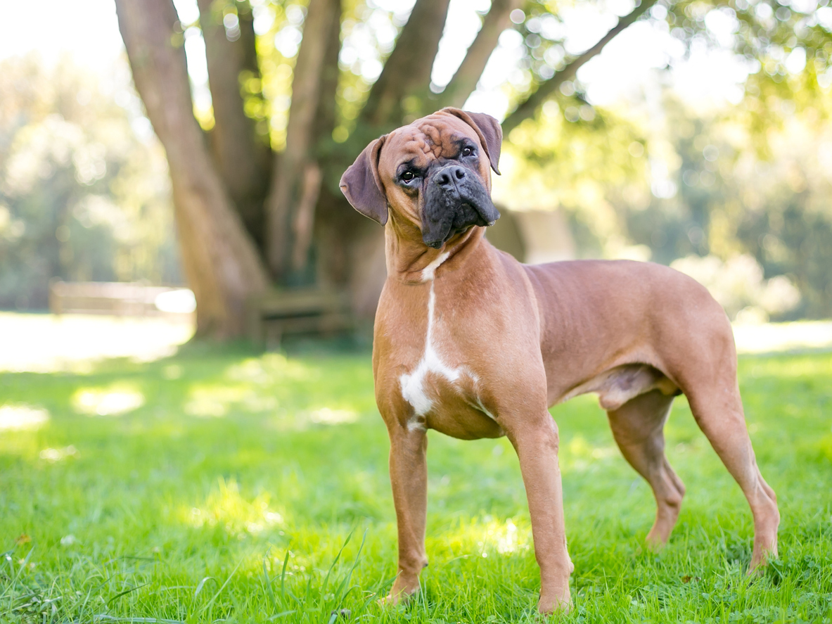 traits of a boxer dog breed