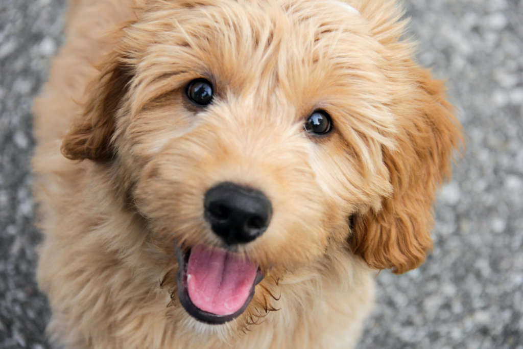 Goldendoodle puppy smiling at camera