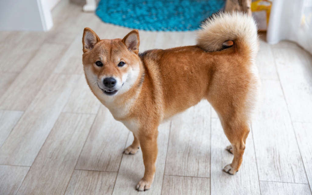 Female Shiba Inu dog standing in a room