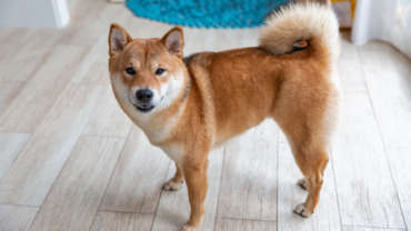 Shiba Inu Japanese dog in the room closeup