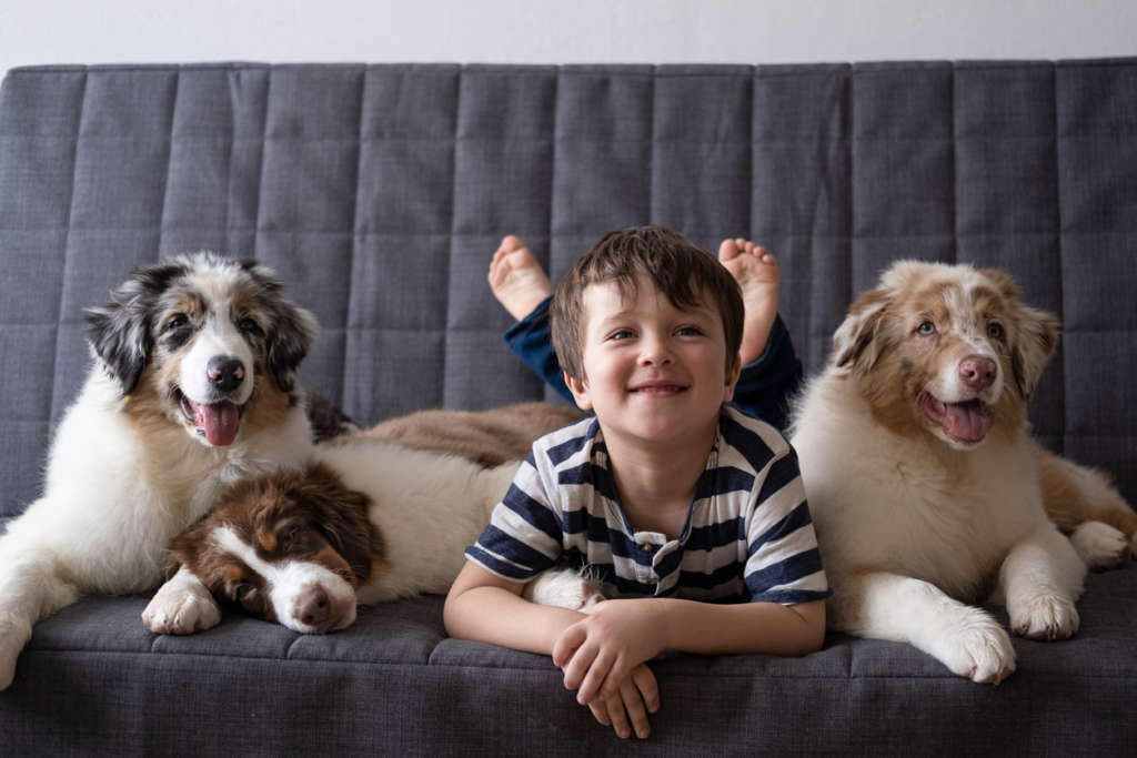 Three Australian shepherds sitting next to little boy on a couch