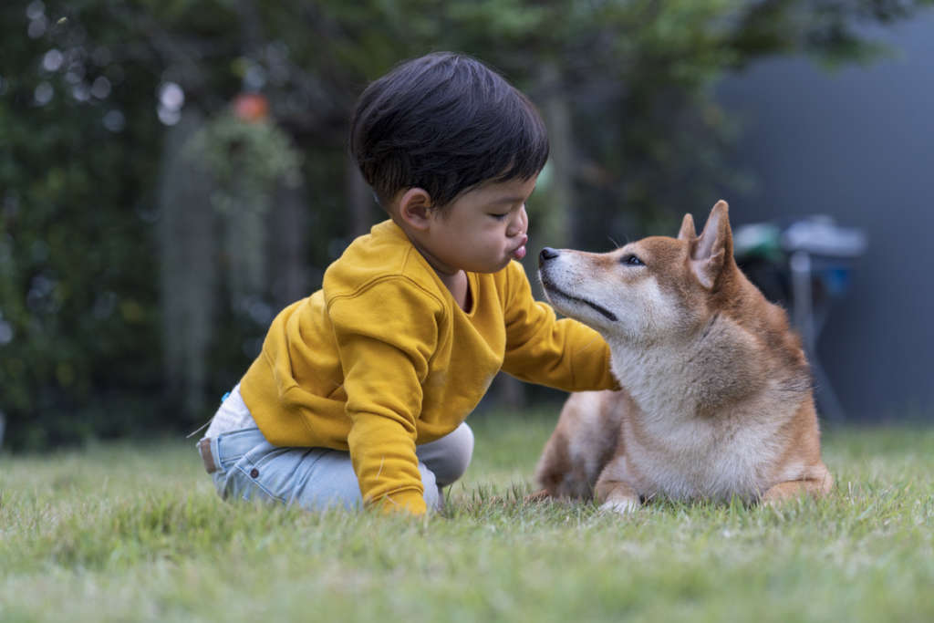 Little boy kissing Shiba Inu dog in the park
