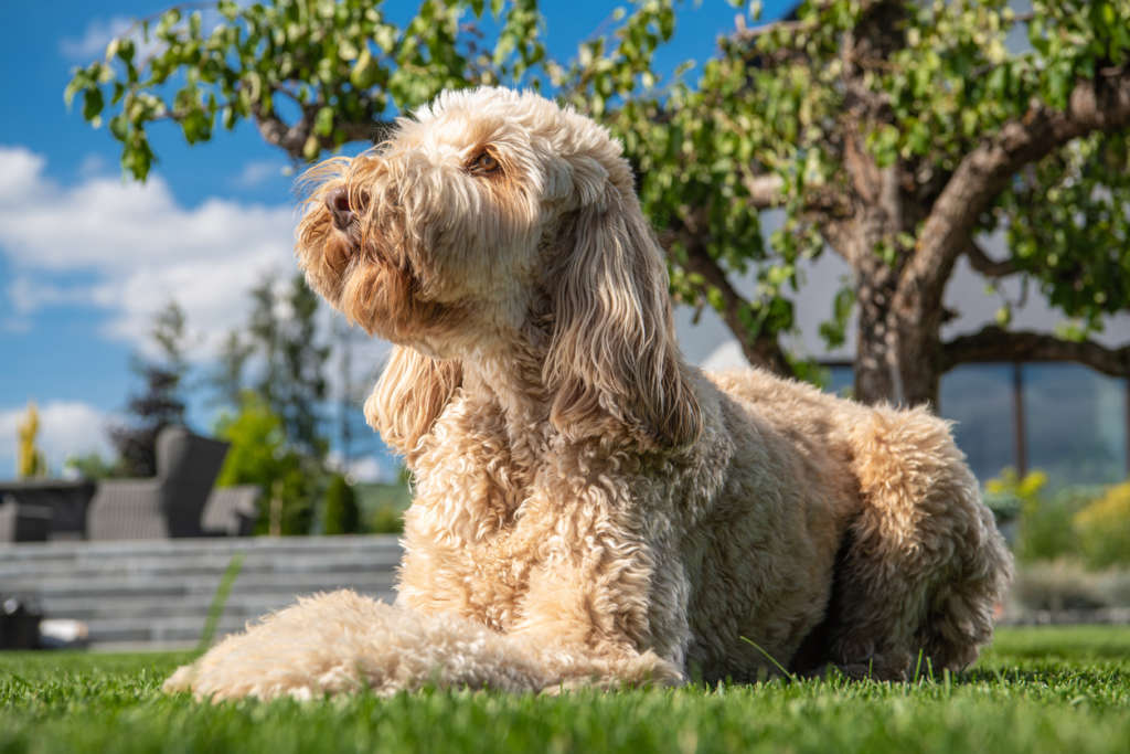 Obedient Goldendoodle Dog Relaxing in the Sun