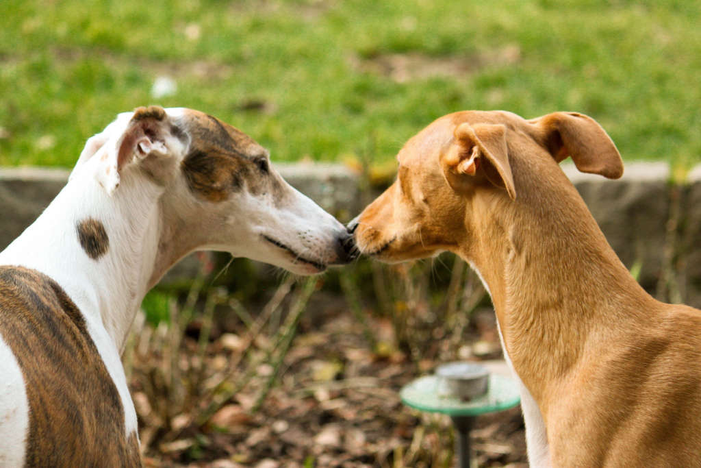 Two greyhounds kissing in a garden