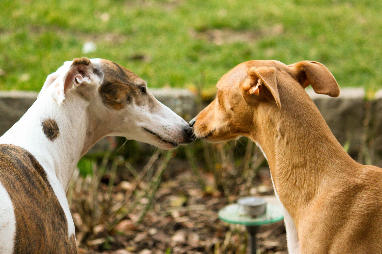 Greyhound Breed Information Guide: Traits &amp; Care | BARK Post