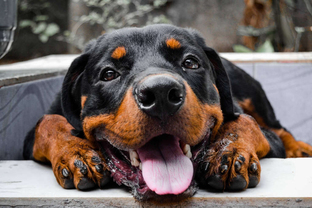 Smiling Rottweilier perched on a counter
