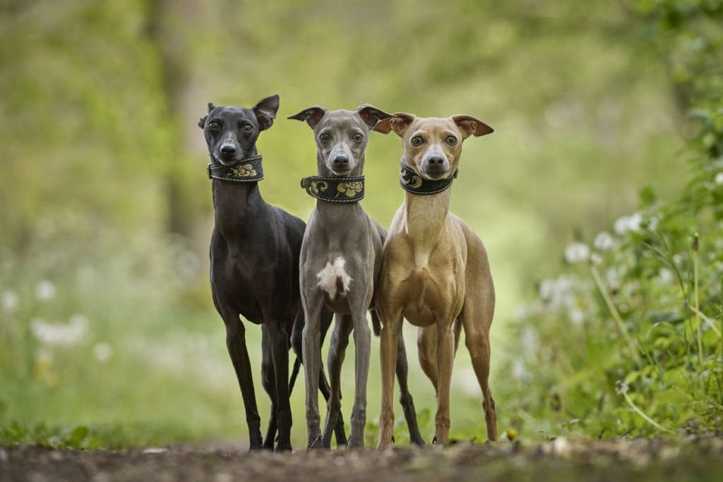 Three Italian Greyhounds
