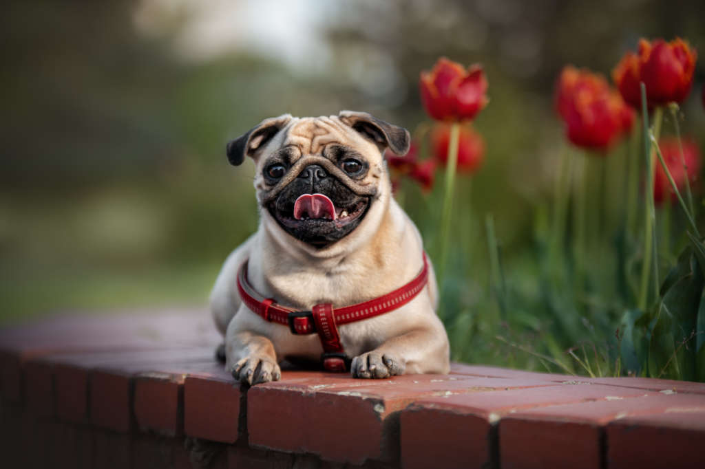 Portrait of a pug sitting in front of flowers